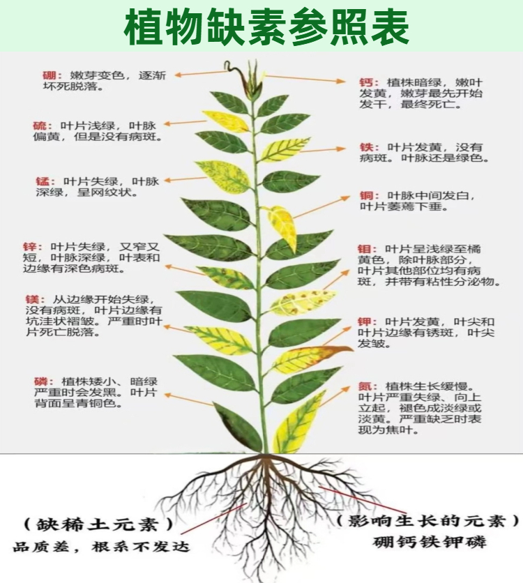 07大坝多元素农用硼砂 新）详情页.jpg